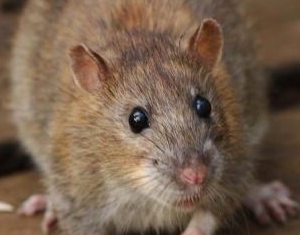 Rats are a pest that needs to be controlled to prevent property damage and the spread of disease