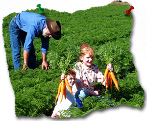 organic produce at Thomas Dux Grocer