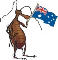 pre purchase timber pest inspections, termite control, Rodent Management Services