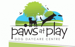 Dog Daycare Centres,Dog Minding,Dog Birthday Parties,Puppy Kindy